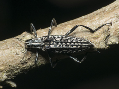 Homocyrtus bonni