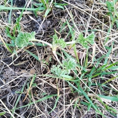 Artemisia absinthium