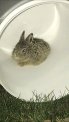 Lepus townsendii