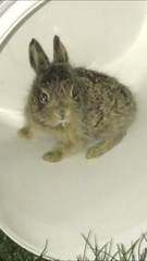 Lepus townsendii
