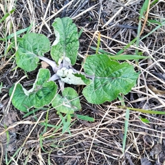 Arctium tomentosum