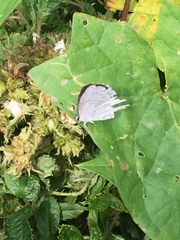Celastrina neglecta
