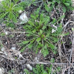 Tripleurospermum inodorum