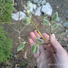 Salix caprea