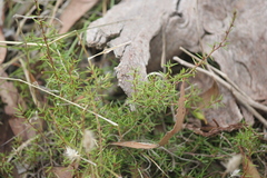 Hibbertia exutiacies