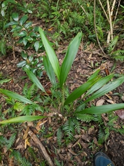 Cordyline petiolaris
