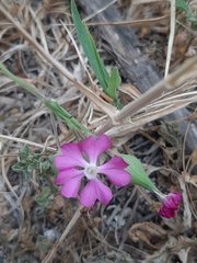 Silene conica