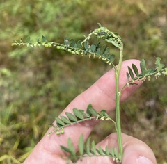 Phyllanthus debilis