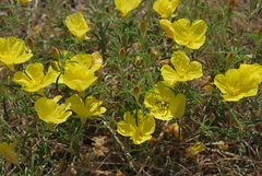 Calylophus