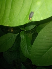 Lucidota atra