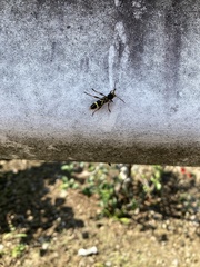 Cyrtoclytus caproides