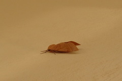 Clanis phalaris