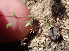 Leptosiphon pygmaeus