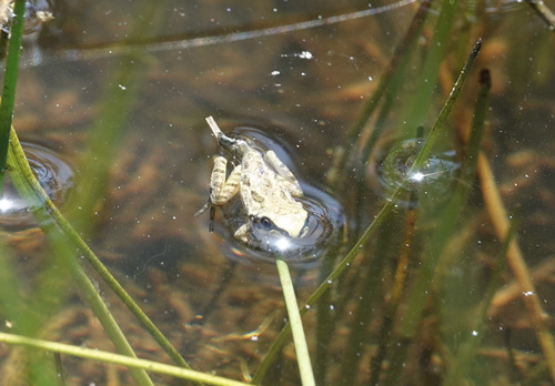 iNaturalist observation photo of Pacific chorus frog