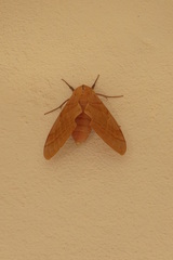 Clanis phalaris