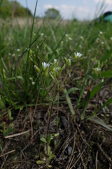 Cerastium subtetrandrum