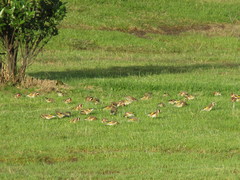 Carduelis carduelis britannica
