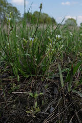 Cerastium subtetrandrum