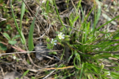 Cerastium subtetrandrum