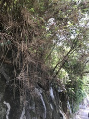 Miscanthus floridulus