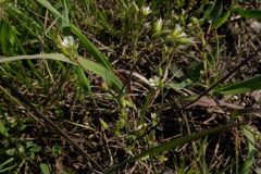 Cerastium subtetrandrum