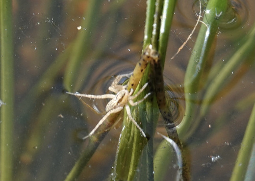 iNaturalist observation photo of Thin-legged Wolf Spiders