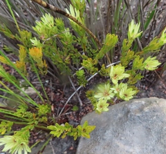 Euchaetis longibracteata
