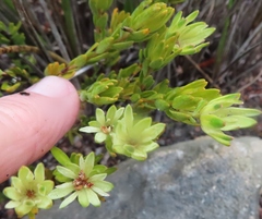 Euchaetis longibracteata