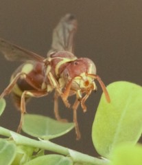 Ropalidia variegata
