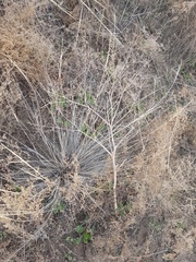 Saposhnikovia divaricata