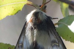 Hemileuca nevadensis