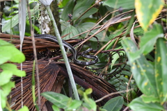 Chironius multiventris