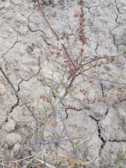 Spiraea aquilegifolia