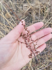 Spiraea aquilegifolia