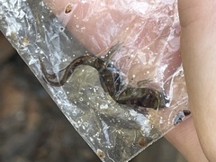 Desmognathus santeetlah