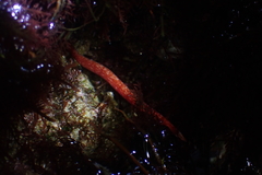 Cerebratulus albifrons