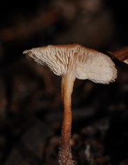 Lentinellus tasmanicus