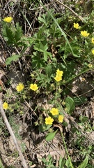 Potentilla humifusa