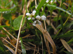 Cardamine bellidifolia