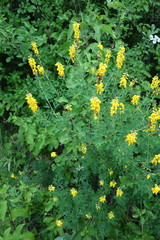 Cytisus nigricans