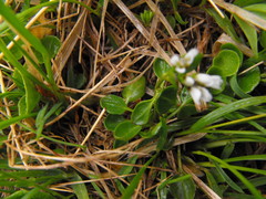 Cardamine bellidifolia
