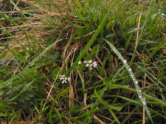 Cardamine bellidifolia