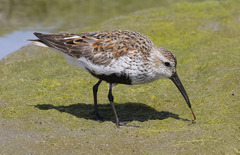 Dunlin photo 6