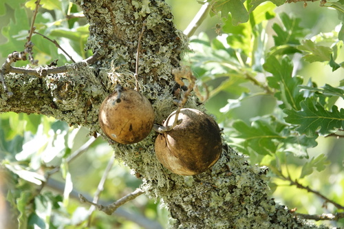 iNaturalist observation photo of California Gall Wasp