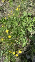 Potentilla humifusa