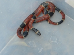 Pliocercus elapoides