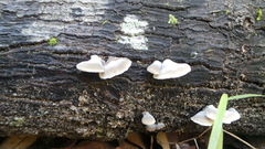 Conchomyces bursiformis