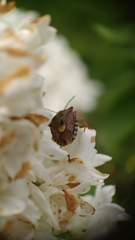 Carpocoris purpureipennis