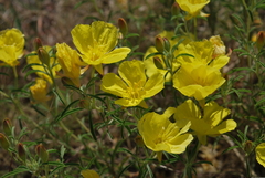 Calylophus