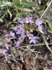 Phoenicaulis cheiranthoides